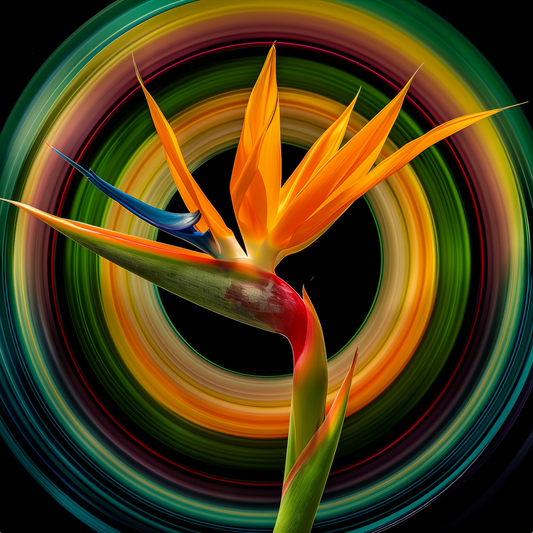 Bird of Paradise Flower